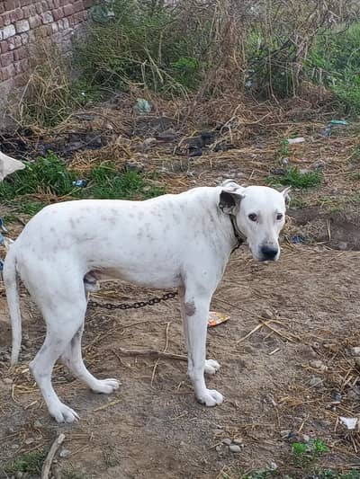 bully khata ghulter kars dog