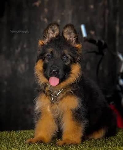 gurman shaft Dog My WhatsApp 03492207133 :":005#@