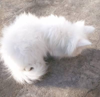 White Persian kittens pair for sale odd eyes female kitten