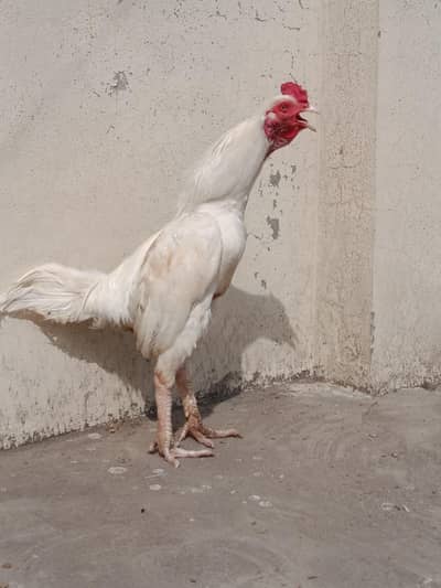 Heera Boska Aseel murgha for sale