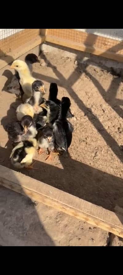 Mushka Lasani & Pakistani Band gadi shamo cross Chicks 03286919456