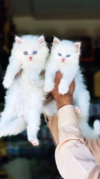 Persian kitten for urgent sale my WhatsApp number 032869729ten