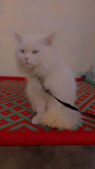 for sale Persian extra long coat male.  wh: 0331 6073502
