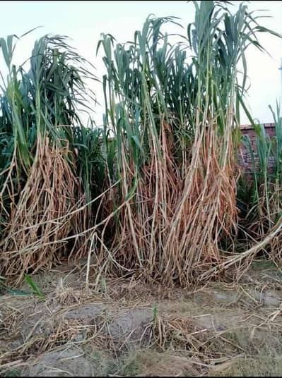 Super Napier Grass (chara)
