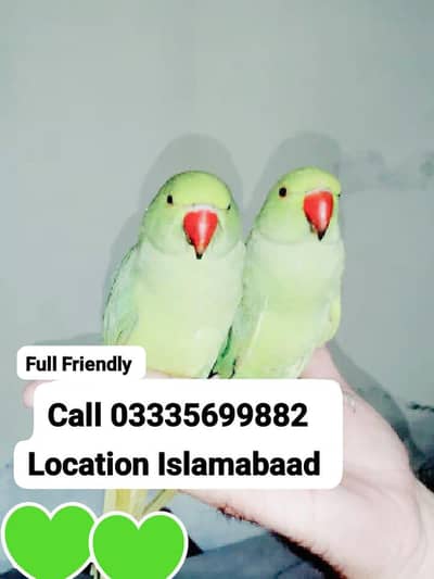 Single 5500 Fixed Green Ring Neck Friendly Male/Female Parrot's