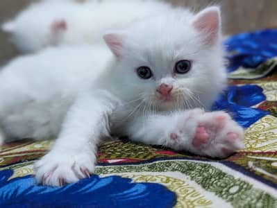Persian kitten for urgent sale my WhatsApp number 032869729ten