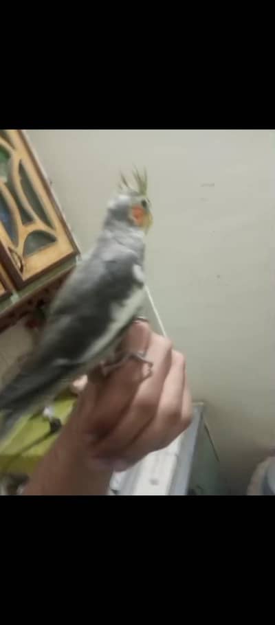 cocktail hand tame chick hand feeding