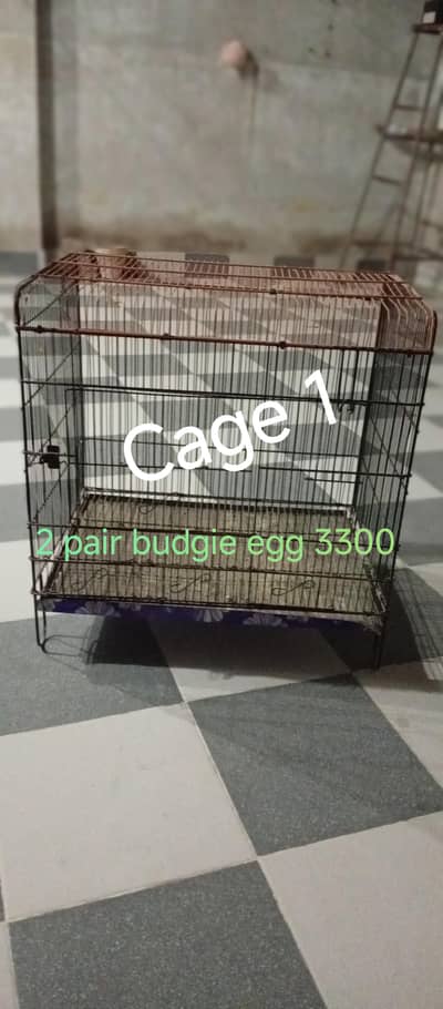 2 pair budgie egg