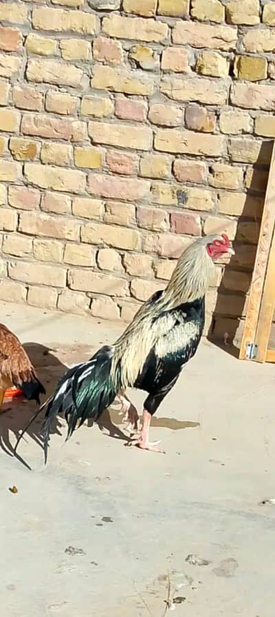 ASeel murgha jawa for sale