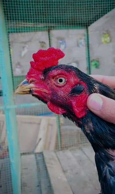 mashallah g pure lasani murga for sale ha