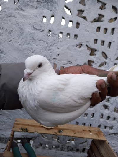 ORIGINAL WASHI KBOTAR