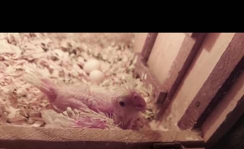 Ino V-Pied Male & Ino Red Eye Female