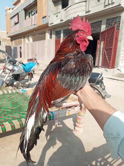 Saleta Bengum A++ Quality Breeder Jora