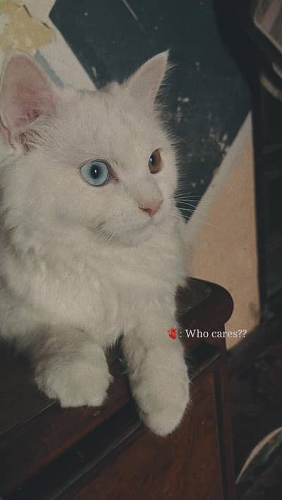 odd eyes cat for sale