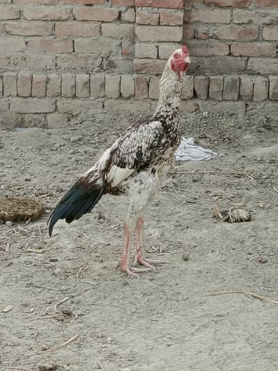 aseel high quality male