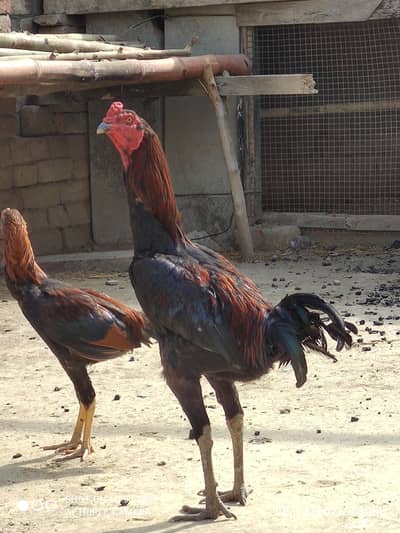 pure Thai brumi murgha for sale