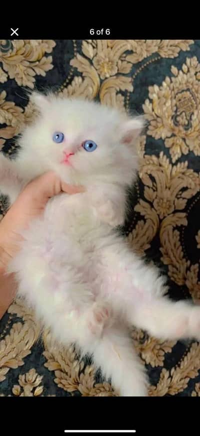 Persian kitten for urgent sale my WhatsApp number 032869729ten
