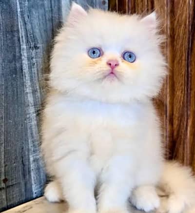 Persian Cat for sale my WhatsApp number 03457084434