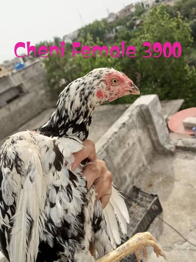 Hera Boska Assel mianwali Females  For Sale