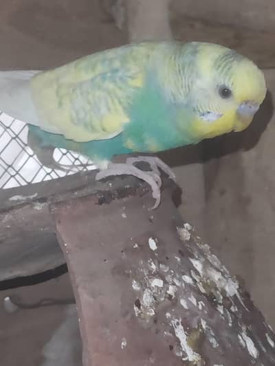 Breader quality pair with eggs