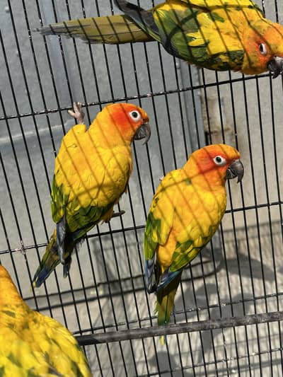 Sun Conures - Excellent Quality With DNA