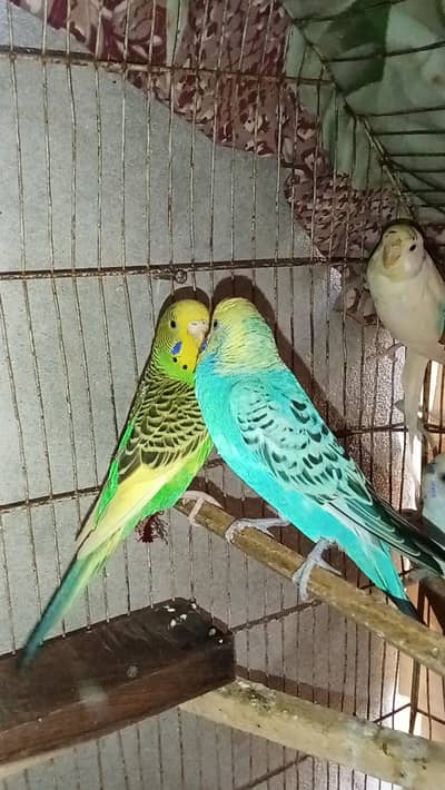 Breeder pair for sale in reasonable price
