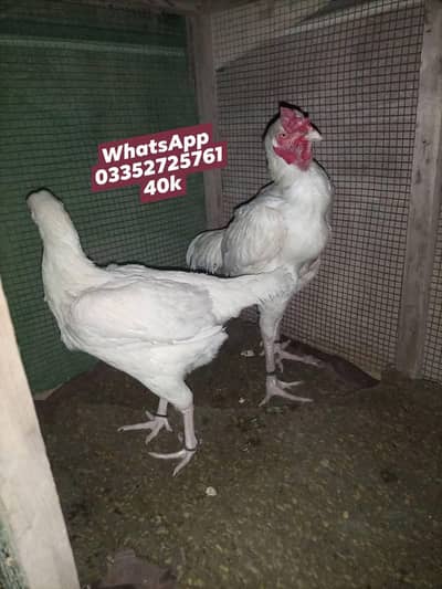 Aseel Qandari paper White heera  Aseel breeder pair Available for sale