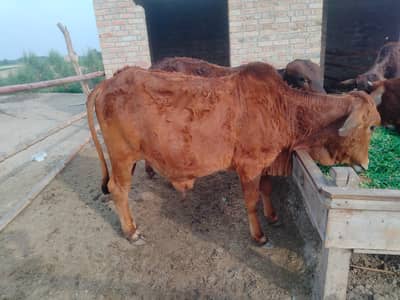 bhachra for sale contact number 03377863882