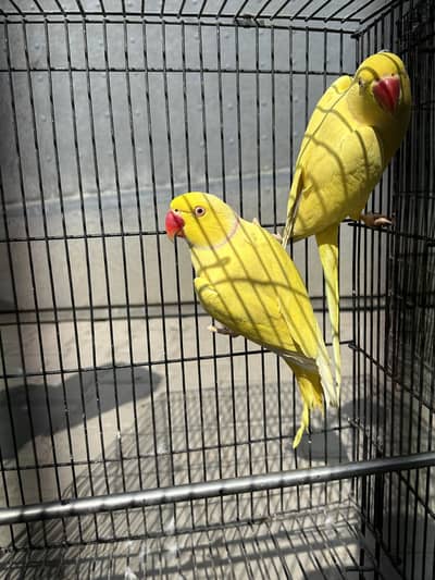 Yellow Ringneck - Excellent Quality - Healthy & Active