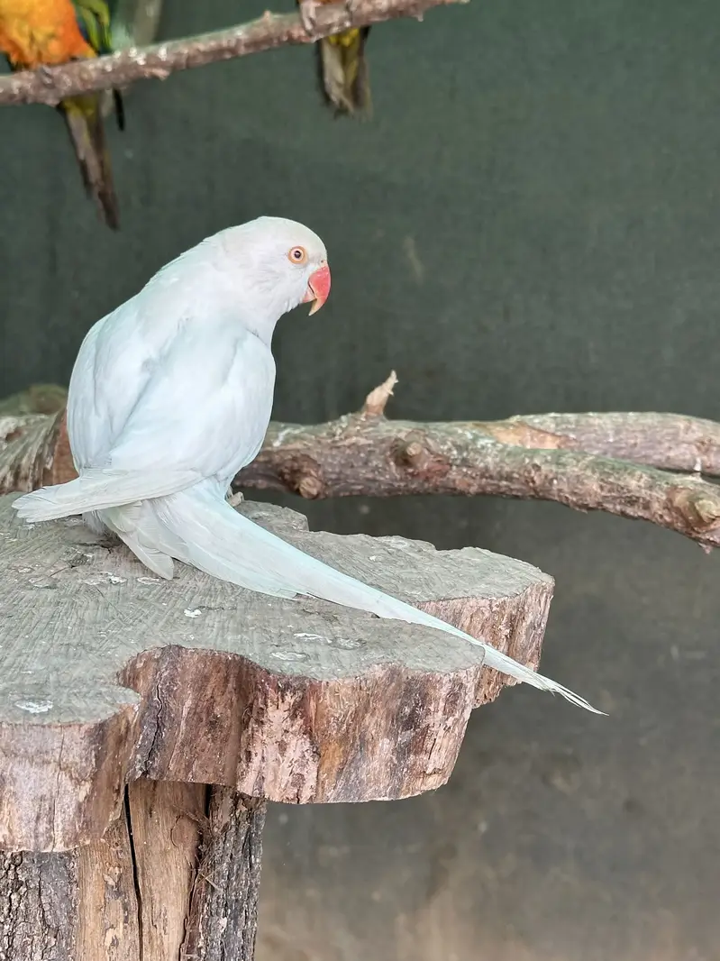 Yellow Ringneck - Excellent Quality - Healthy & Active — photo 12