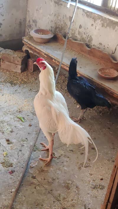 Paper White Aseel Heera