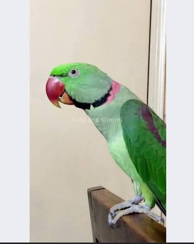 pahari tote pair for sale