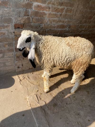 Kajli shatree for sale 03085600316