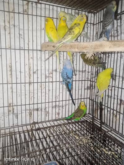 Australion Jumbo Sizes Guaranteed Breeder pairs