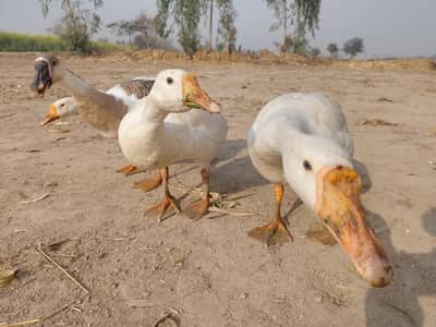 4 Ducks 3 white 1 black