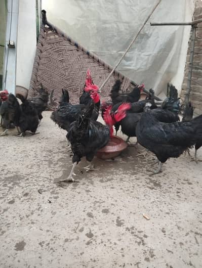 Australorp/Desi/Home Breed/Ayam cemani