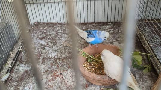 budgie pair