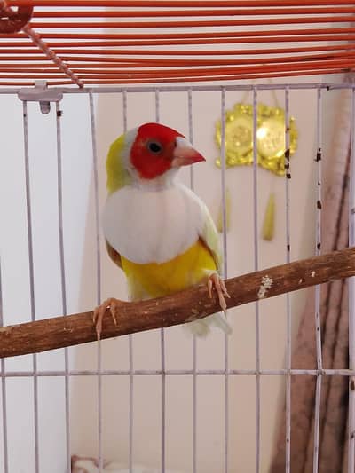 lady and yellow blackmail