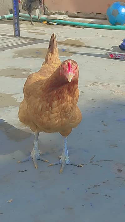 urgent sale kar Raha ho