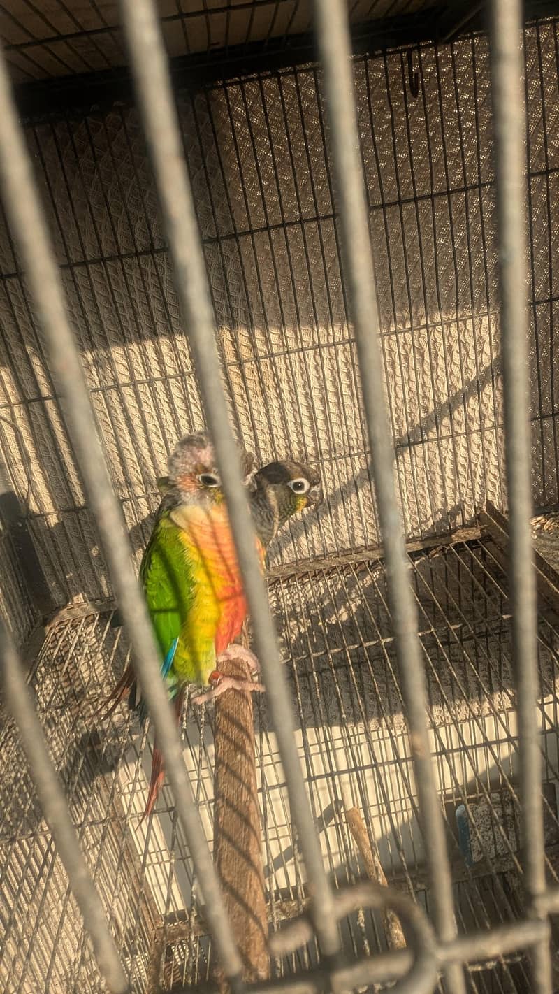 conure pair 3