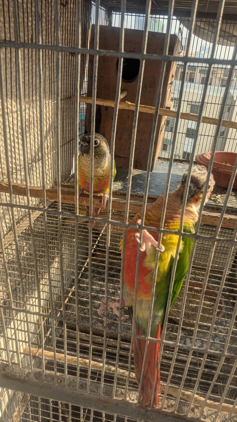 conure pair 4