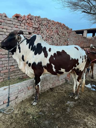 ماشاءاللہ خوبصورت صحت مند بچھڑا برائے فروخت – اعلیٰ نسل