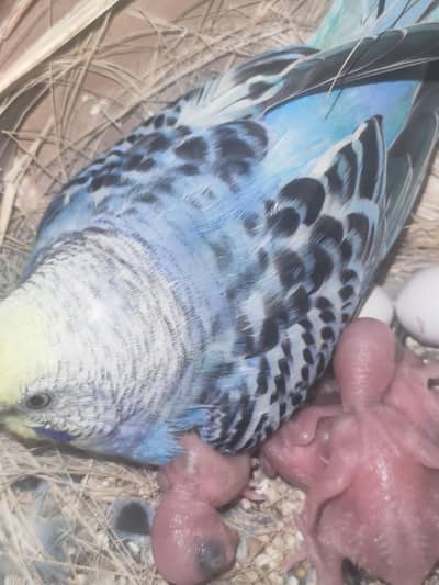 breader pair with 4 chiks