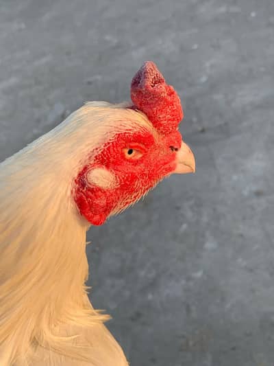 Aseel Heera 4 Years Old Pure White