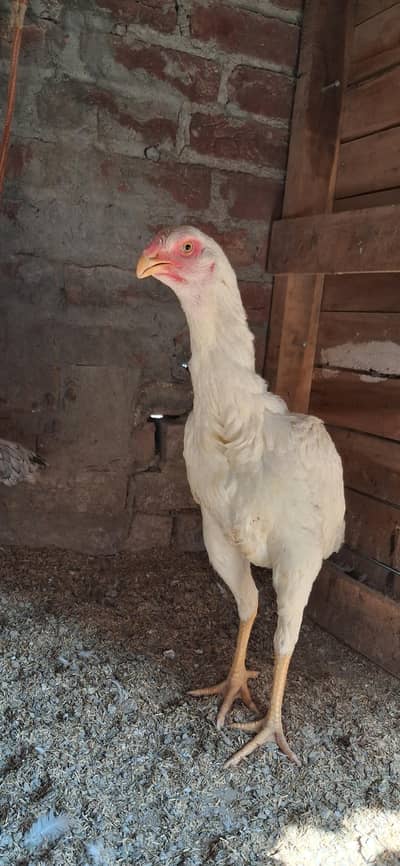 shamo 6 month age long hight