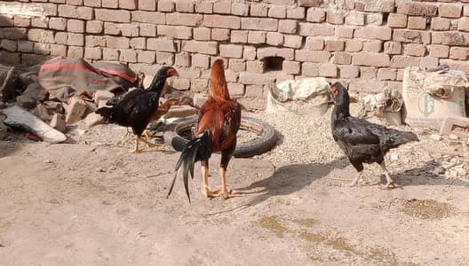 ye sara mall kisi ko chahiye to rabta kare arjant sale
