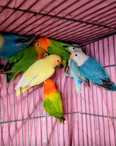 Love Birds For Sale Mix Motion