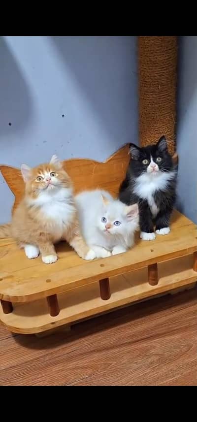 Quality Persian Punch face cat & kitten is03233614642Whatsapp