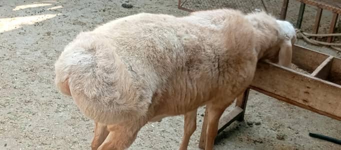 Turkey Dumba (asli aur nasli)