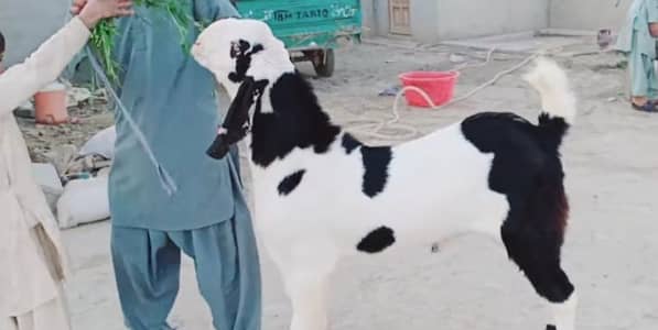 Bakra for sale qurbani ke liye call me"03228636148